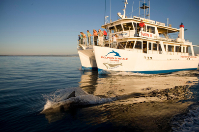 Jervis Bay Dolphin Watching - Day Trip