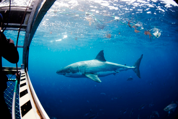 Shark Cage Diving with Great Whites