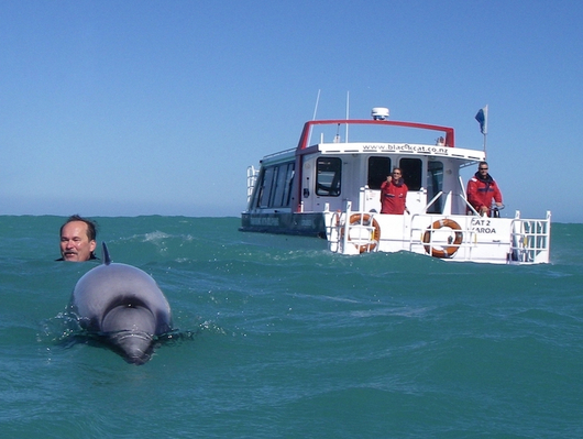 swimshot akaroa dolphin cruises