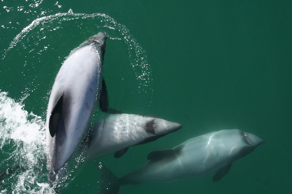 akaroa deal dolphin cruises