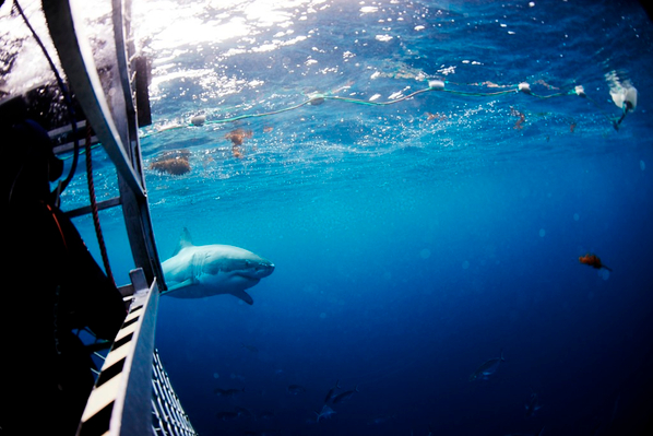 Port Lincoln shark cage diving tour voucher