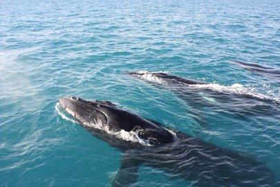 Orcaella Whale Watching & Sunset Cruise - Broome