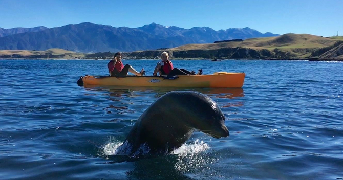 Seal Kayak New Zealand
