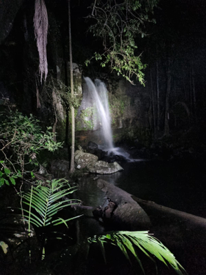 Evening Rainforest & Glow Worm Experience
