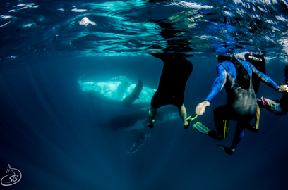 Humpback Whale Swim Tour - Ningaloo Reef
