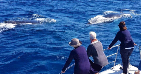 Whale Watching Cruise Without the Crowds - Mooloolaba