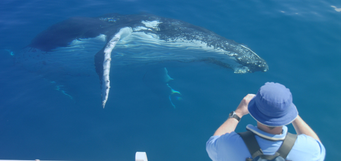 Hervey Bay Whale Watching Cruise Deals