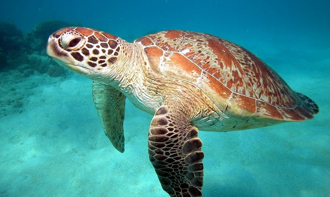 reef-daytripper-turtle