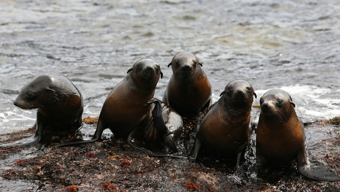 Phillip Island Seal Watching Cruise deals