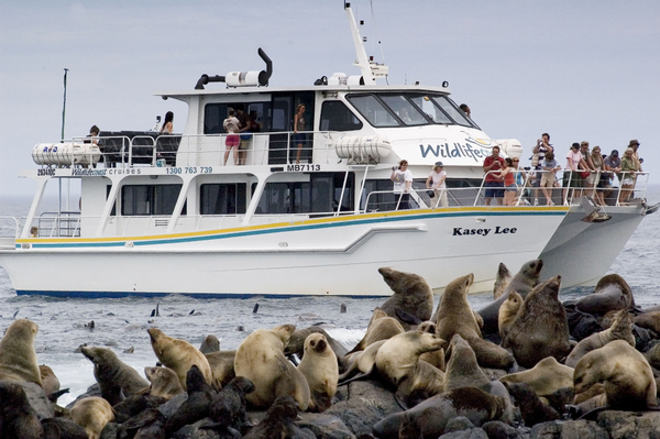 Phillip Island Fur Seals