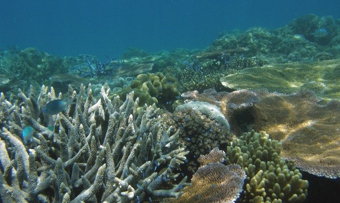 reef-daytripper-coral
