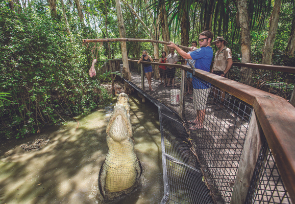 Big Croc Feed at Hartley's Crocodile Adventures