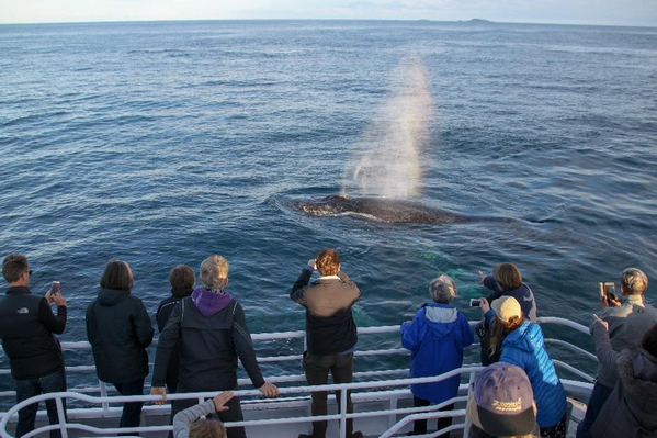 Western Australia Whale Watching