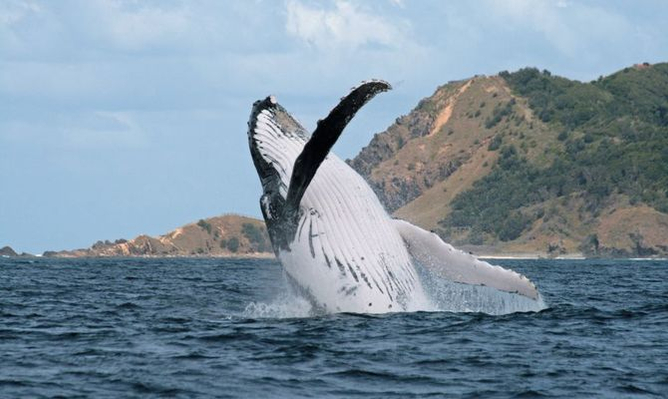 byron-bay-whale-watching-tour