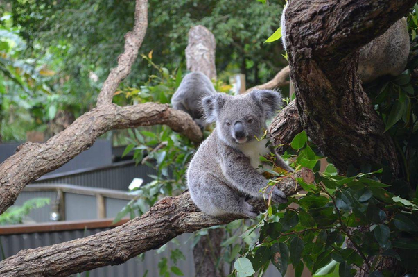 Kuranda Koala Gardens deal