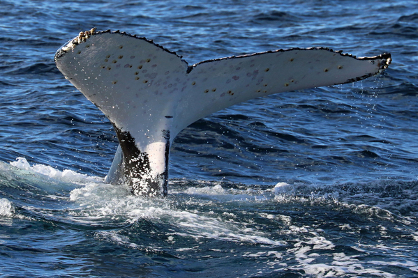 Shellharbour Whale Watching Cruise Discount