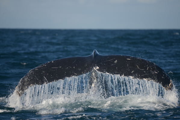 Jervis Bay Whale Watching Cruise Deal