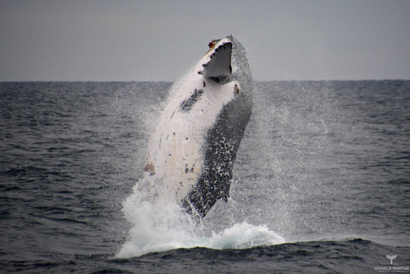 Humpack Whale Watching Augusta
