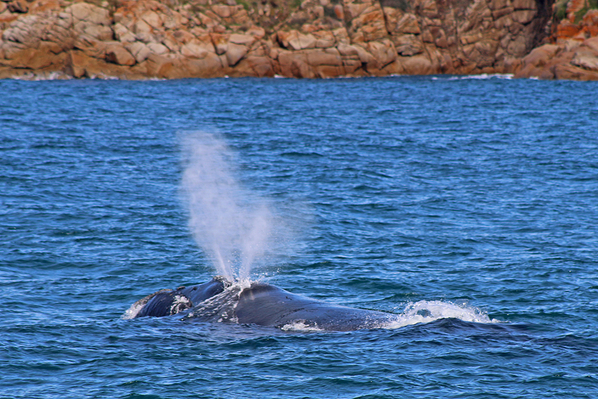 Whale cruise Melbourne