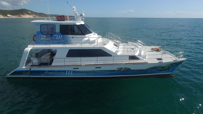 whale watching tour hervey bay