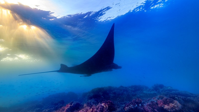 Swim With Manta Rays Fiji
