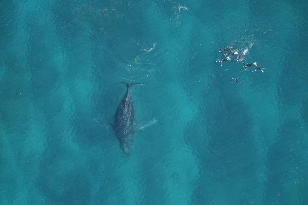 Humpback-whale-ningaloo-coral-reef