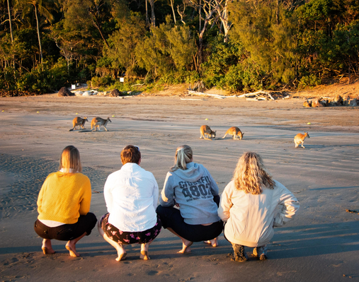 Kangaroos on the Beach at Sunrise & Wildlife Tour Special