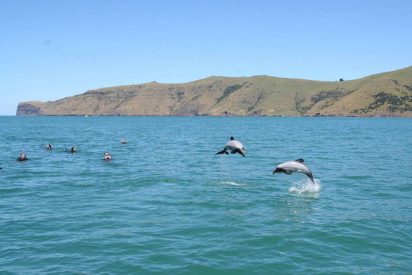 akaroa dolphin cruise experience