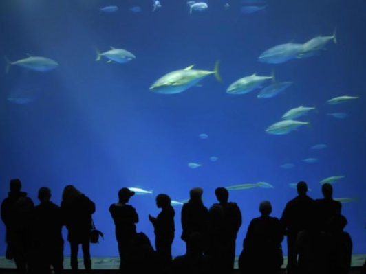 Best San Francisco Aquarium of the Bay Tour