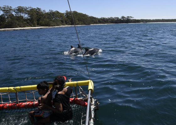 Dolphin watching Jervis Bay
