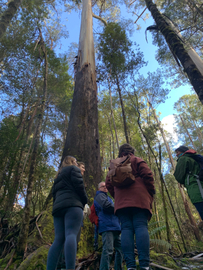Tasmania Big Tree Hunting