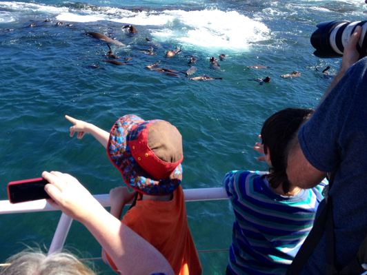 Phillip Island Seal Cruise deals