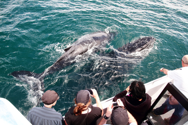 Jervis Bay Whale Watching Tour Discount