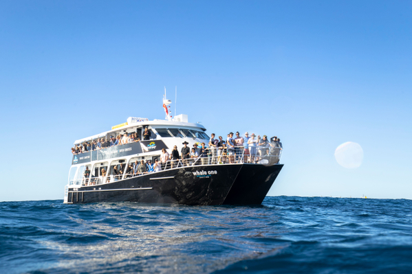 Sunshine Coast Whale Watching Cruise Deals