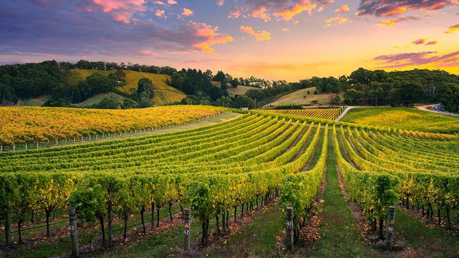 Barossa Valley & Hahndorf Food & Wine Tour Deals