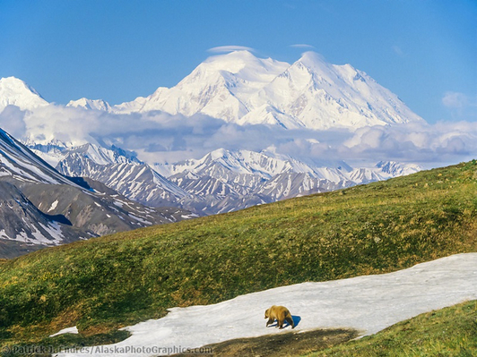 Alaska Kenai & Denali Adventure Deals