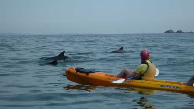 byron bay dolphins